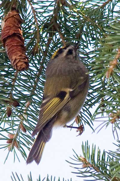 GC-Kinglet