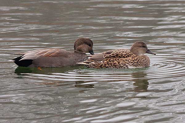 Gadwall-Pair
