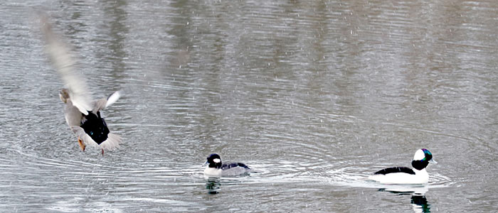 Gadwall_Bufflehead-f_Bufflehead-m_small1