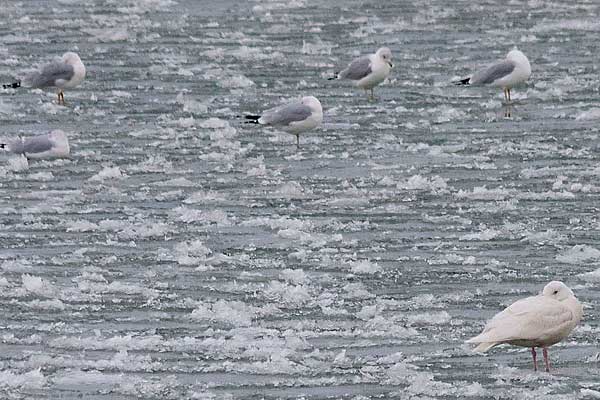 Glaucous-Gull