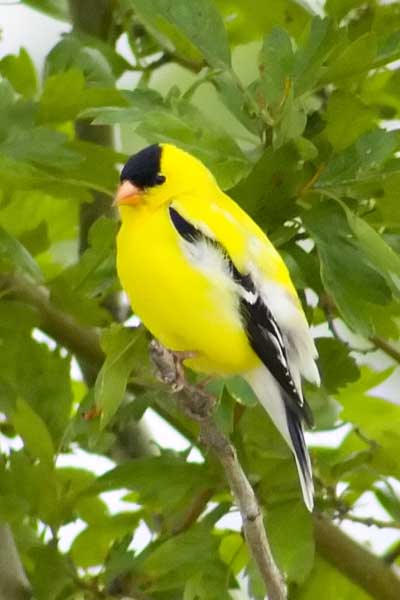 Goldfinch