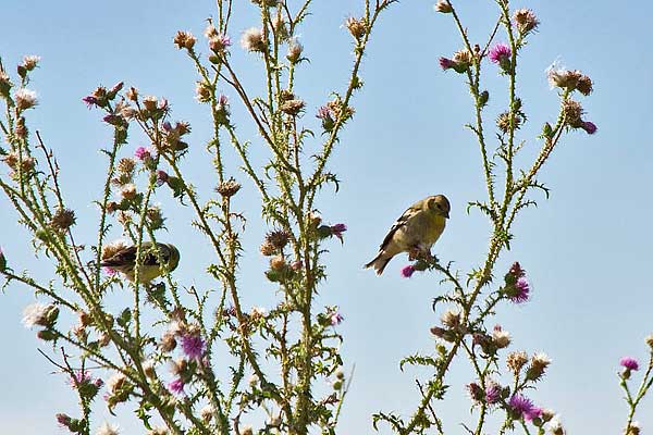 Goldfinches
