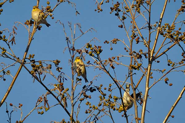 Goldfinches1