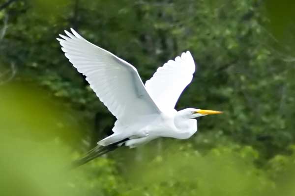 Great-Egret-2