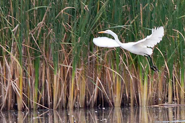 Great-Egret-Takeoff-2