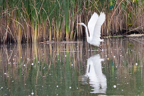Great-Egret-Takeoff