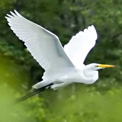 Great-Egret-button02