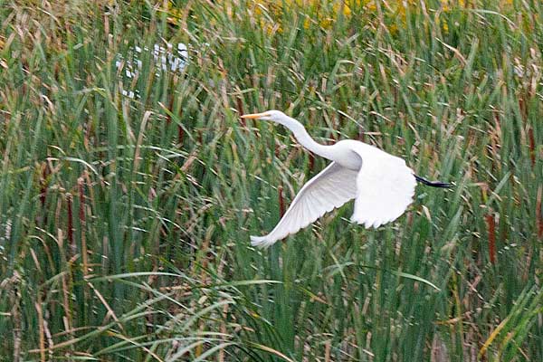 Great-Egret-in-Flight
