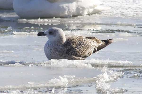 Greater-Black-backed-Gull