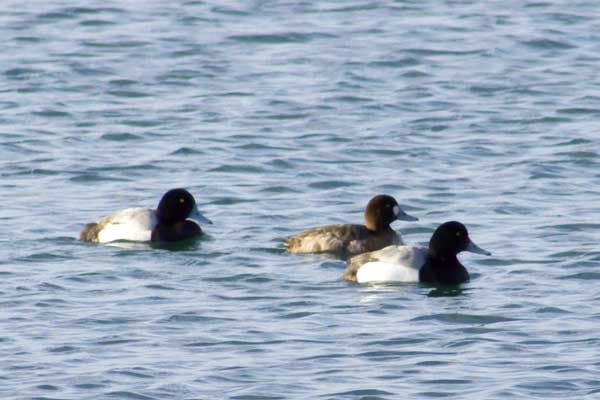 Greater-Scaup
