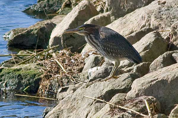Green-Heron-5