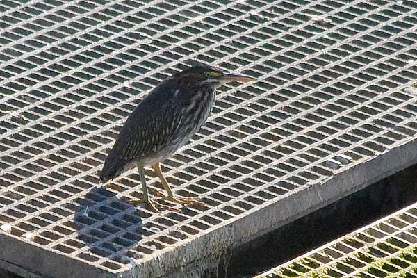 Green-Heron-on-Ramp