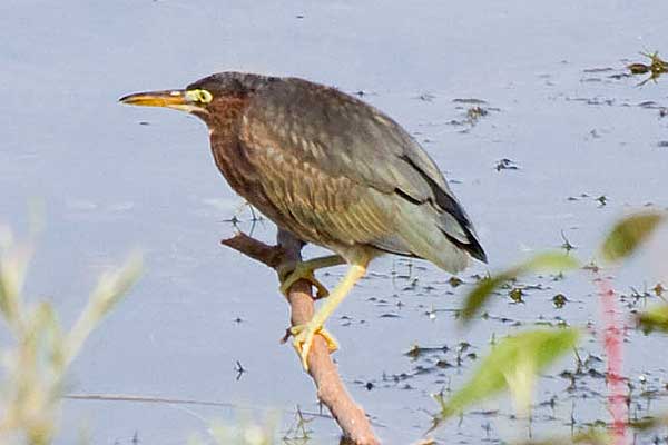 GreenHeron