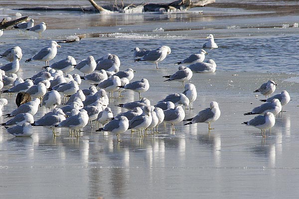Gulls-on-Ice