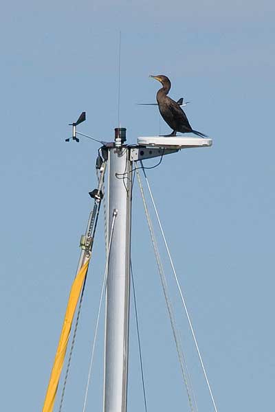 High-Perch