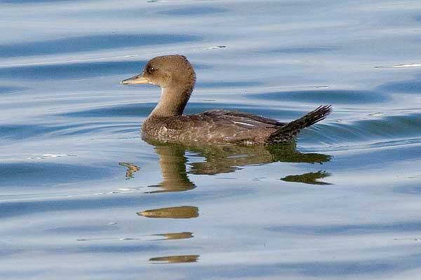 Hooded-Merganser-Female