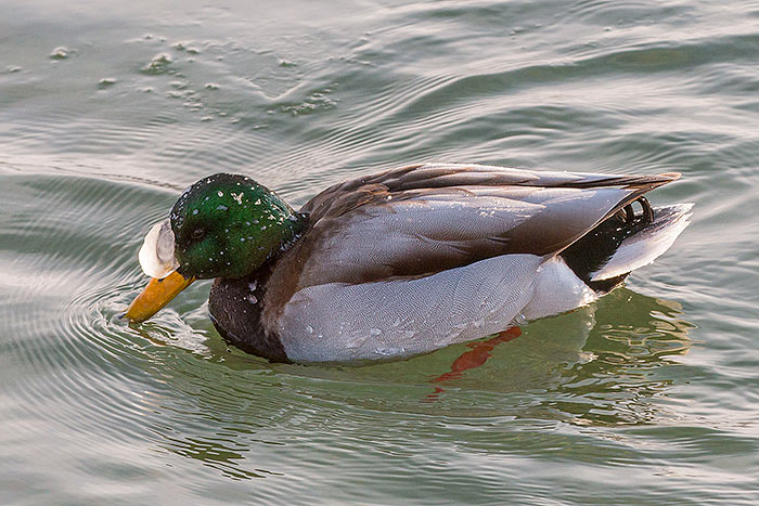 Iced-Mallard