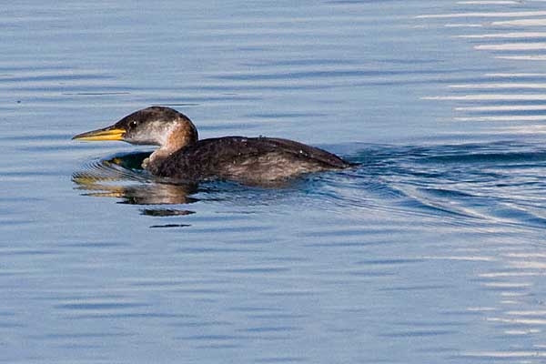 JuvRNGrebe