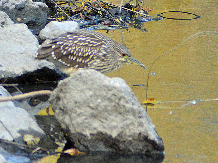 Juvenile-Black-crowned-Night-Heron