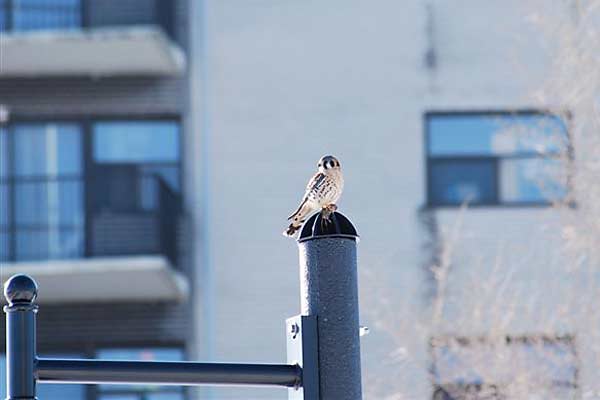 Kestrel-at-Linear-Park-after-bird-walk