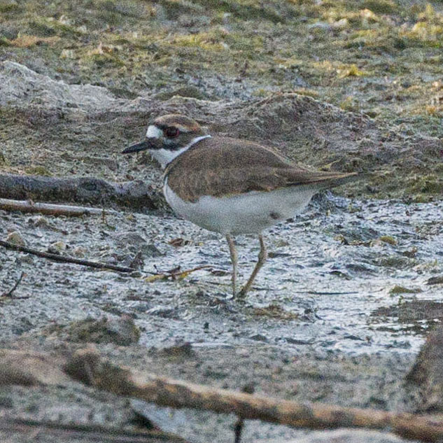 Killdeer