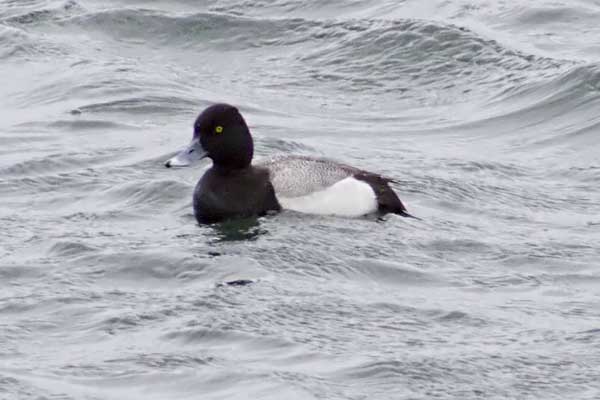 L-Scaup-Male