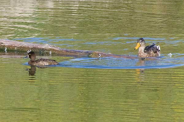 L-Scaup