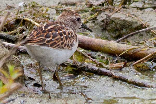Least-Sandpiper-from-rear