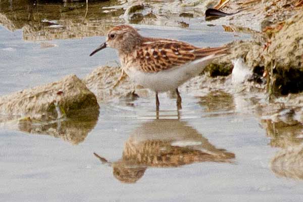 Least-Sandpiper-in-Water