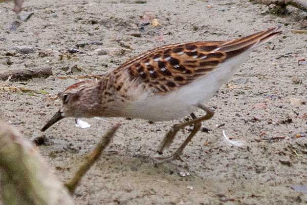 Least-Sandpiper