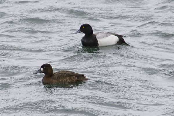 Lesser-Scaup