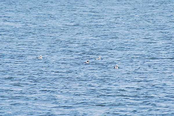 Long-tailed-Ducks