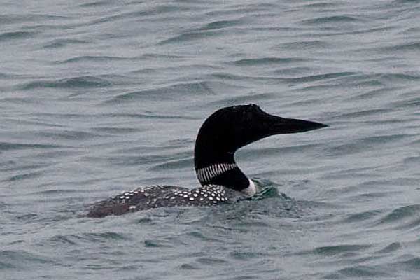 Loon
