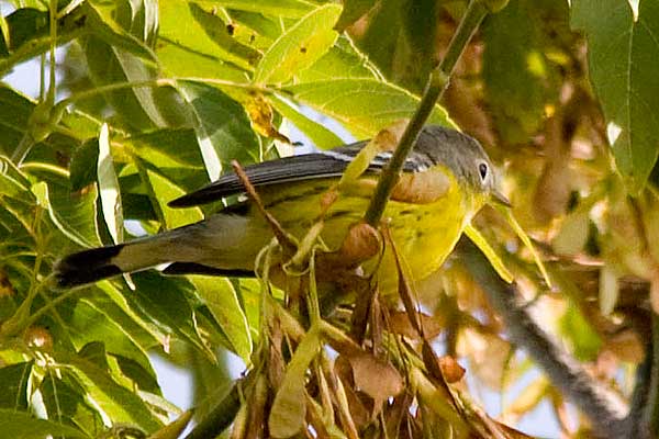 MagWarbler
