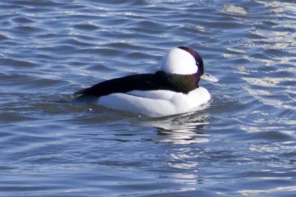 Male-Bufflehead