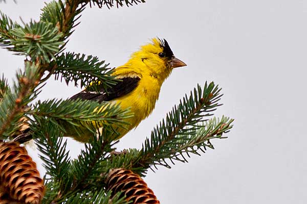Male-Goldfinch