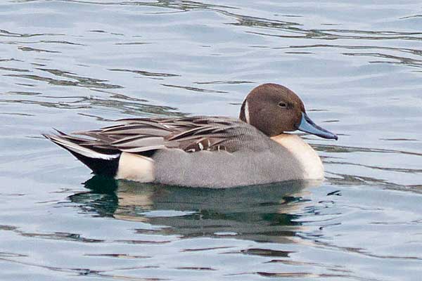 Male-Pintail