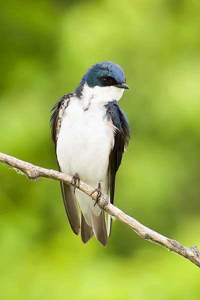 Male-Tree-Swallow