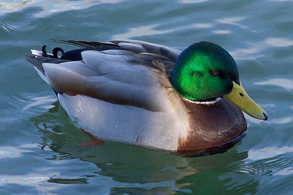Male Mallard