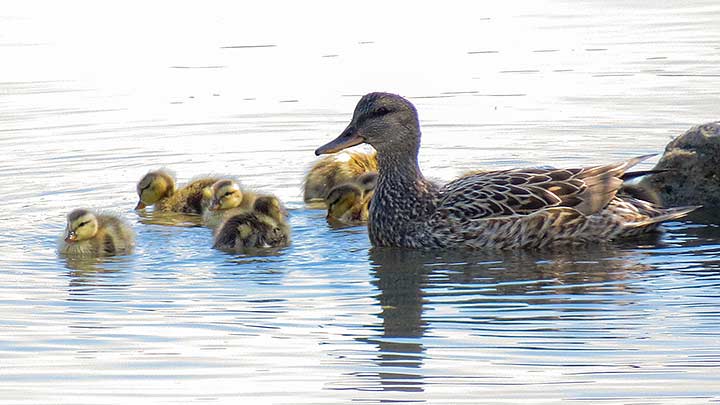 MallardChicks