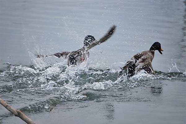 MallardTake-off
