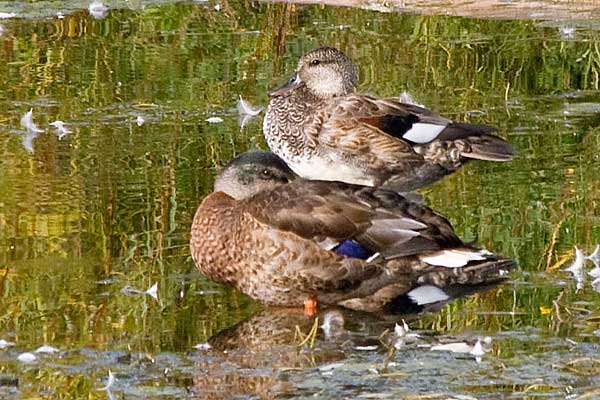 MallardandGadwall