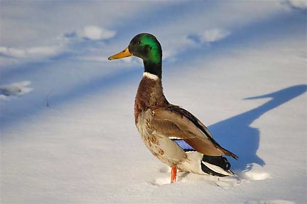 MallardinSnow