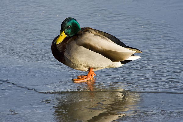 MallardonIce