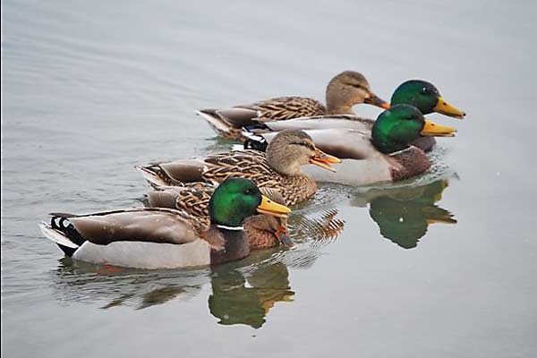 Mallards
