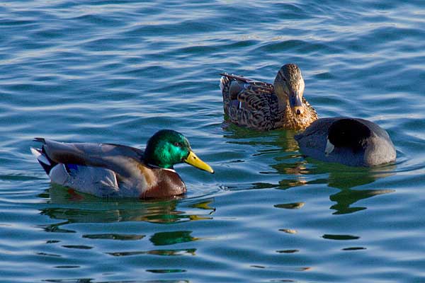 Mallards and Coot