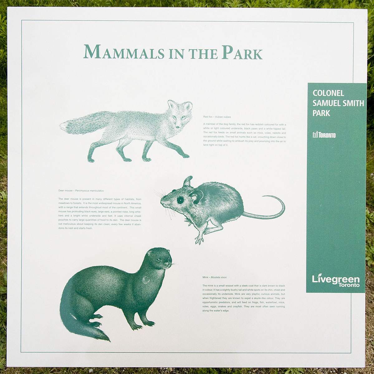 Mammals