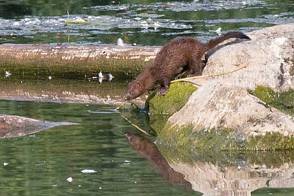 Mink