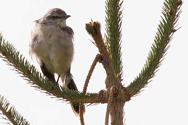 Mockerinpine