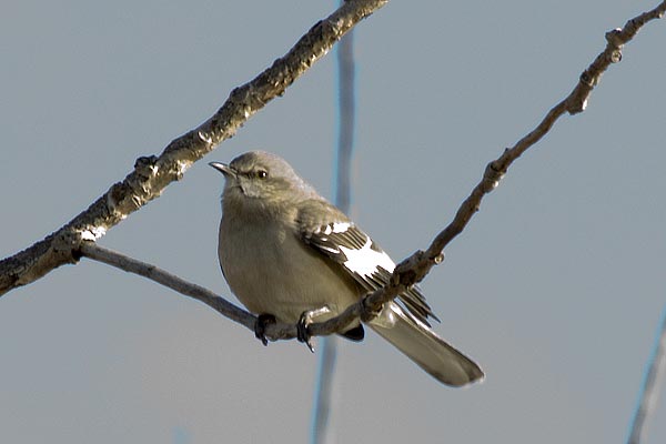 Mockingbird02